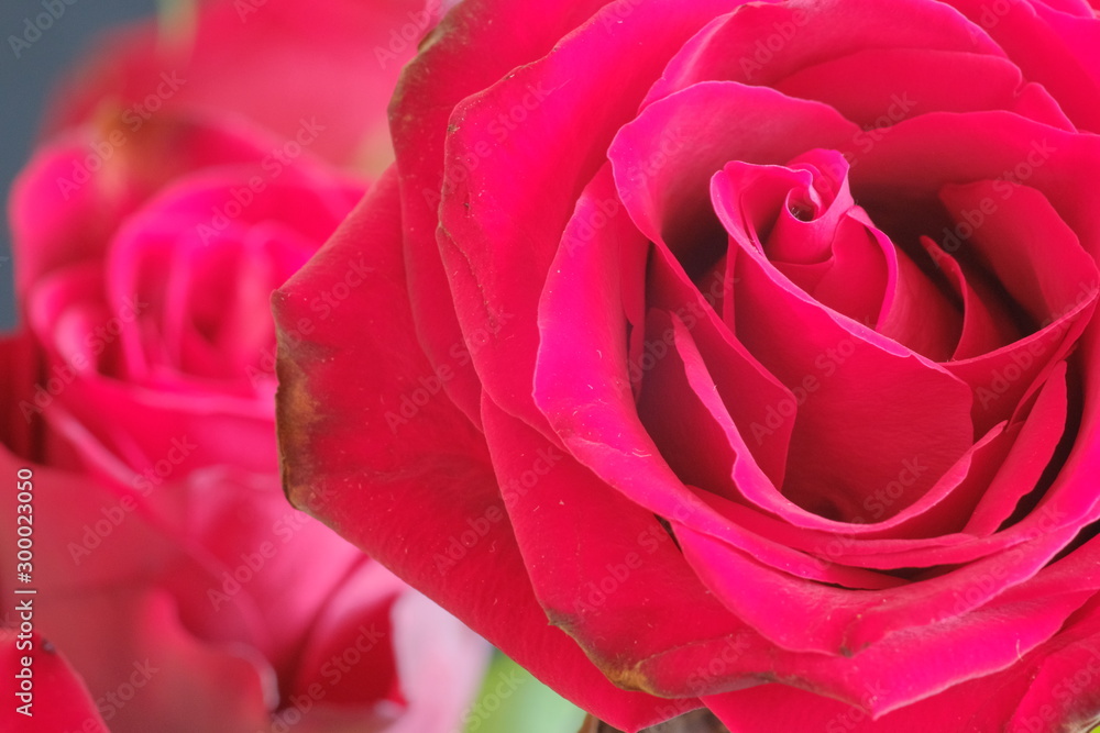 rose macro rose macro