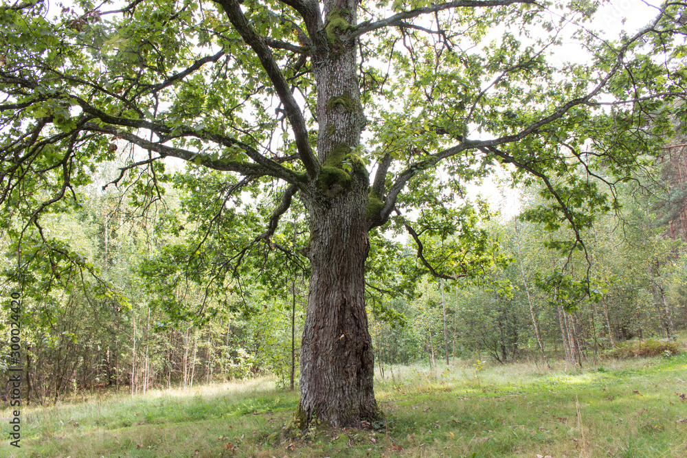Fototapeta premium old oak in the forest covered with moss