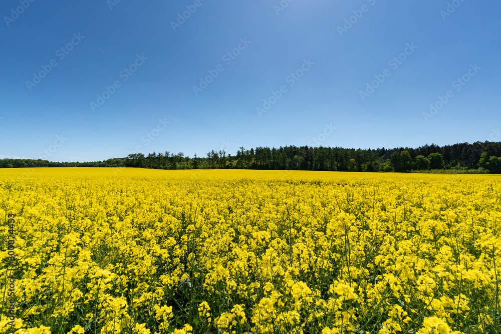 Landwirtschaftliche Flächen mit Raps bepflanzt - Ein Blütenmeer