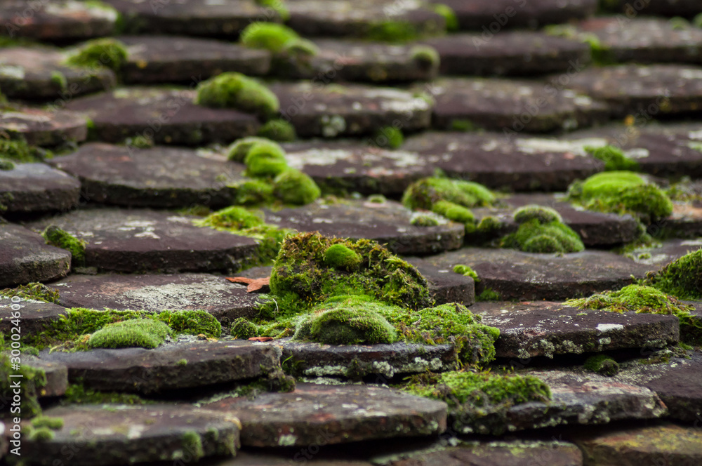 Closeup of tiles of roof covered by moss