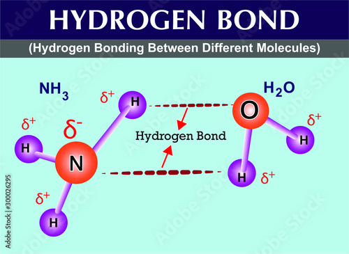 hydrogen bonds between different molecules. hydrogen bonds