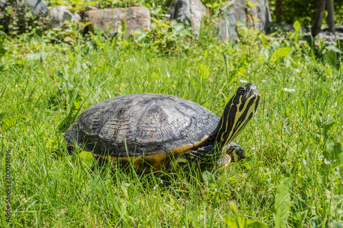 Schildkröte photo