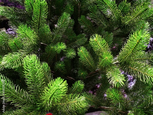 Green spruce branches for d...