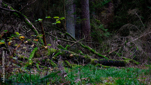 the circle of life, a fallen tree in the forrest is merging back into panlet earth 