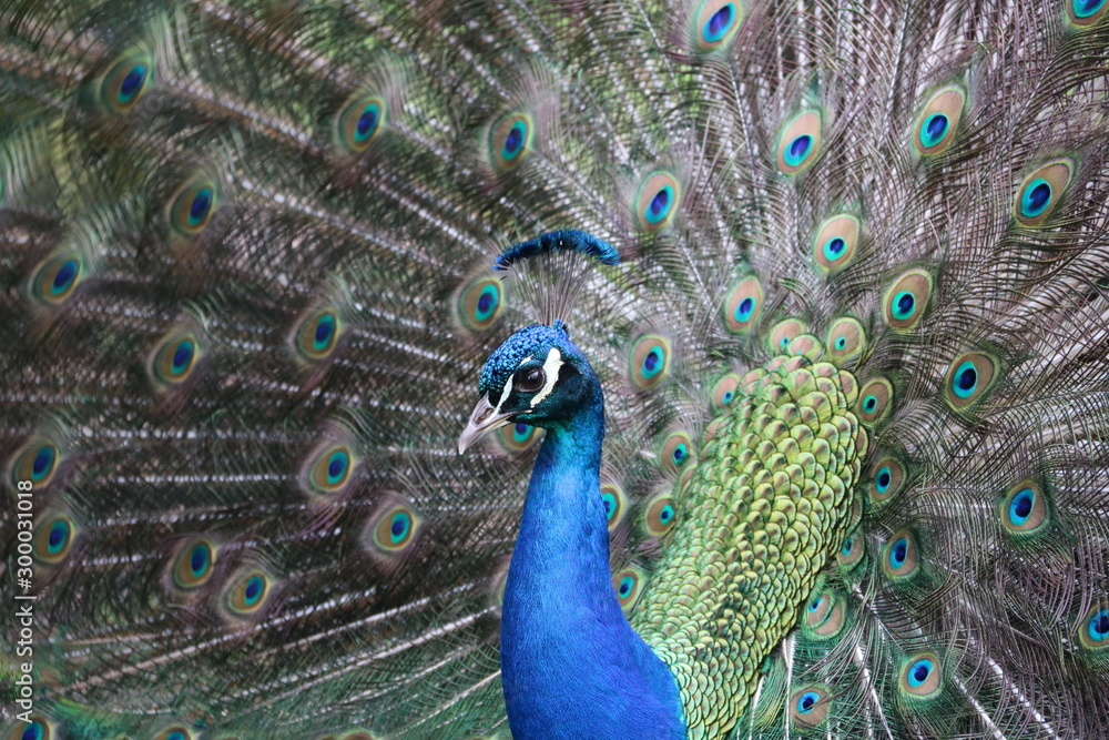 Obraz premium peacock closeup