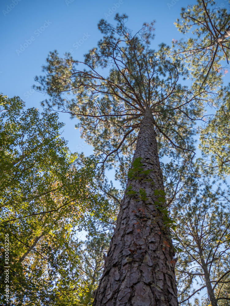 Fototapeta premium View of sky from forest floor
