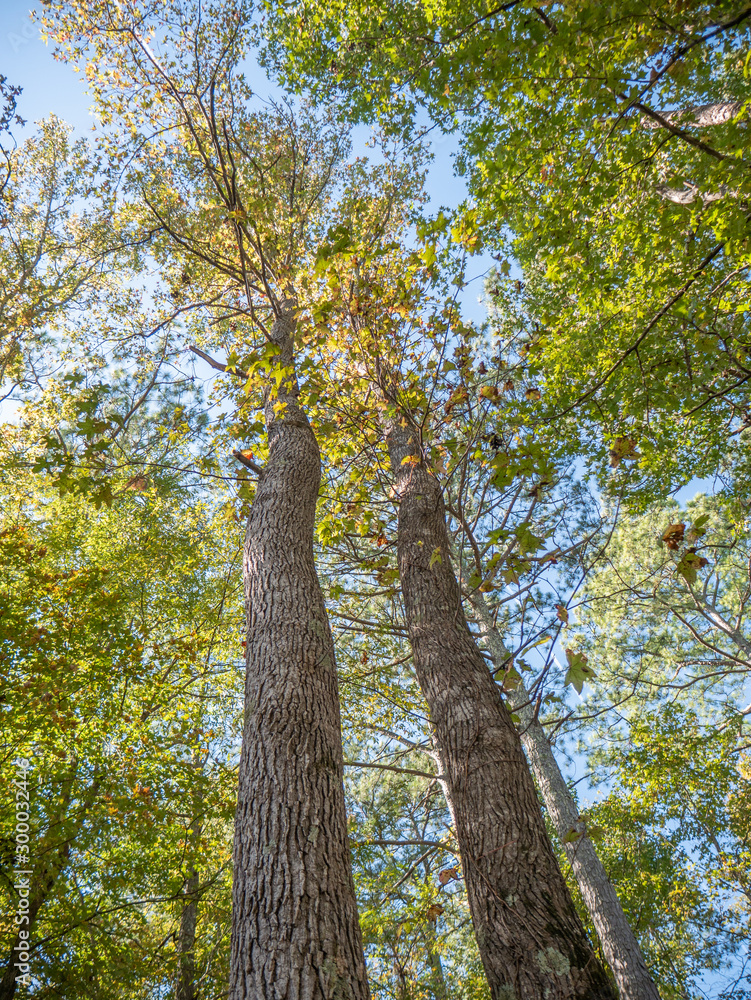 Fototapeta premium View of sky from forest floor