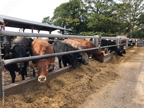 Beef cattle eating feed and forages on a farm photo