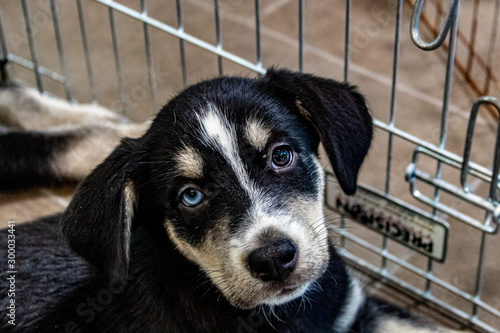 portrait of a dog