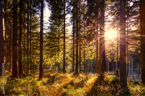 Fototapeta Naklejka Na Ścianę i Meble -  Evening sun shining through forest