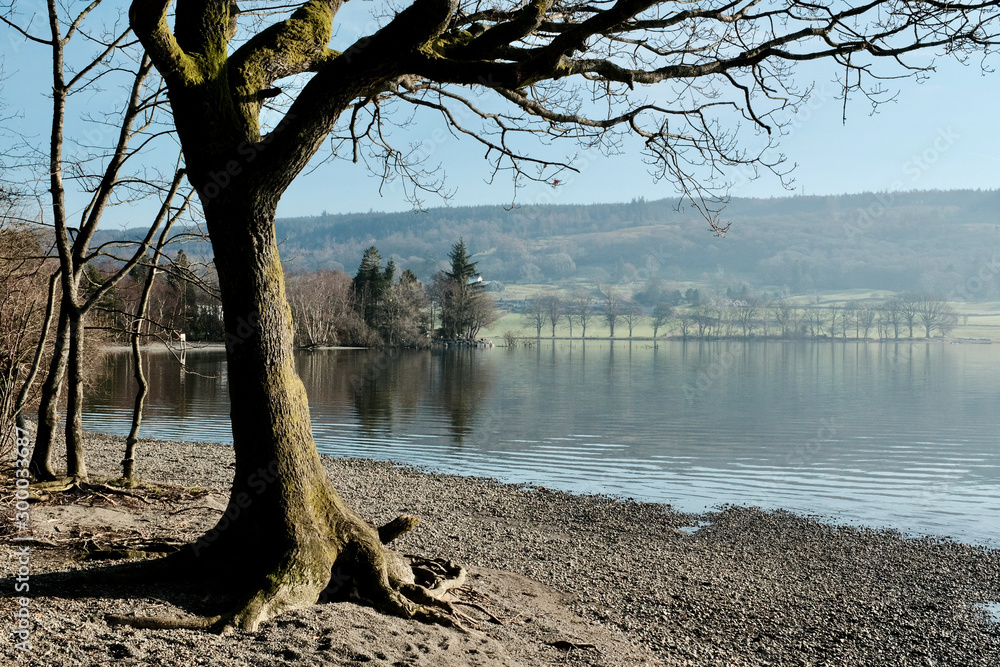 tree overlooking Coniston in England's Lake District