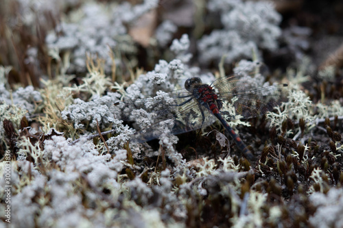 Dragonfly on lichen, insects in the north © Ilari