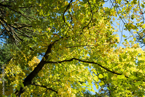 Autumn foliage against the sky in Beacon Rock State Park  Washington  USA