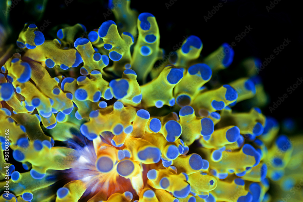 Golden Euphyllia LPS coral - Very rare species Stock Photo Adobe Stock