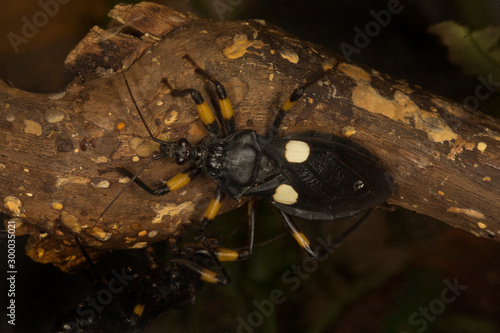 Two-spotted assassin bug (Platymeris biguttatus). photo