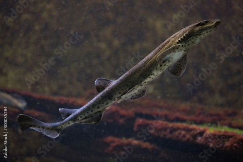 The small-spotted catshark, sandy dogfish, lesser-spotted dogfish, Rough-hound, Morgay (Scyliorhinus canicula). © Elena