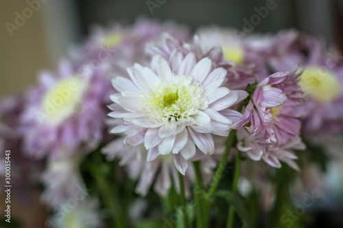 Purple and White Flowers in Garden