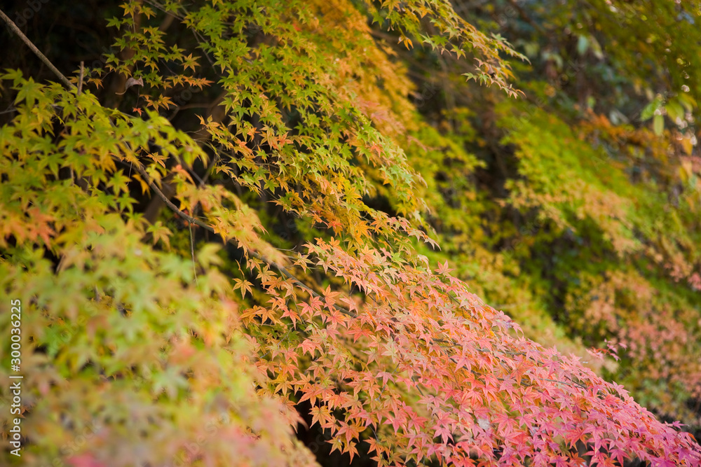 いちき串木野市冠岳の紅葉 Stock Photo Adobe Stock
