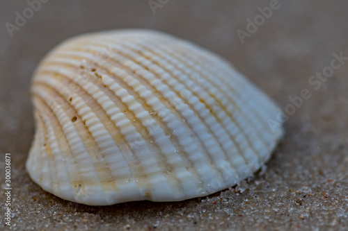 Grains of Sand on a Single White Shell