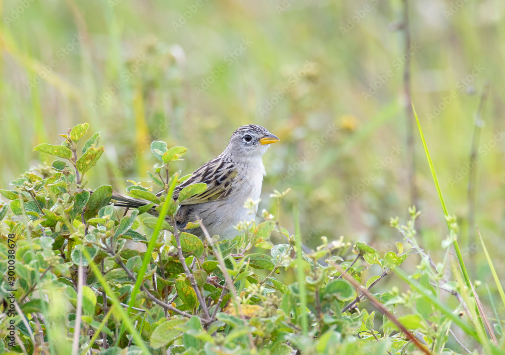 Fototapeta premium wedge-tailed grass finch (Emberizoides herbicola)