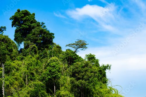 Beautiful image of rain-forest at Royal Belum State Park  Gerik Perak Malaysia.