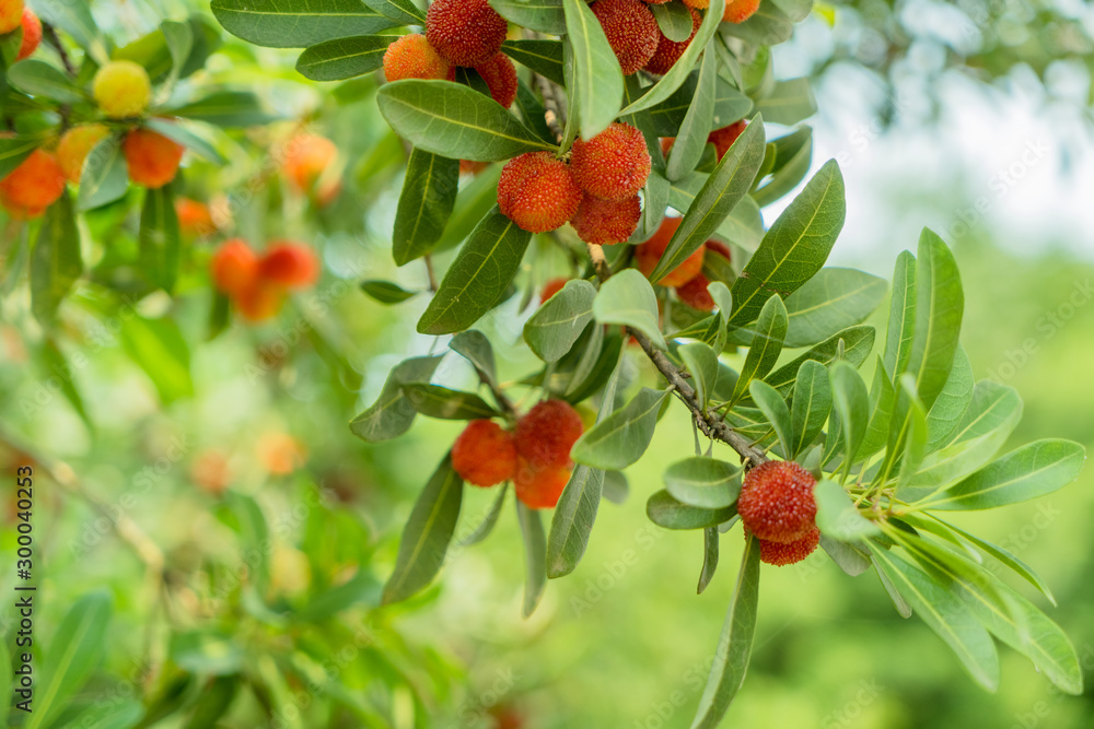 foreground and detail of the fruits of the tree arbutus foreground and detail of the fruits of the tree arbutus
