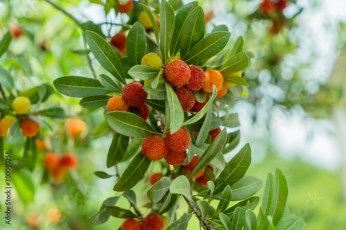 foreground and detail of the fruits of the tree arbutus