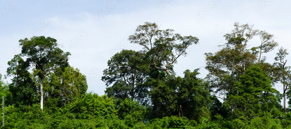 Beautiful image of rain-forest at Royal Belum State Park, Gerik Perak Malaysia. Beautiful image of rain-forest at Royal Belum State Park, Gerik Perak Malaysia.
