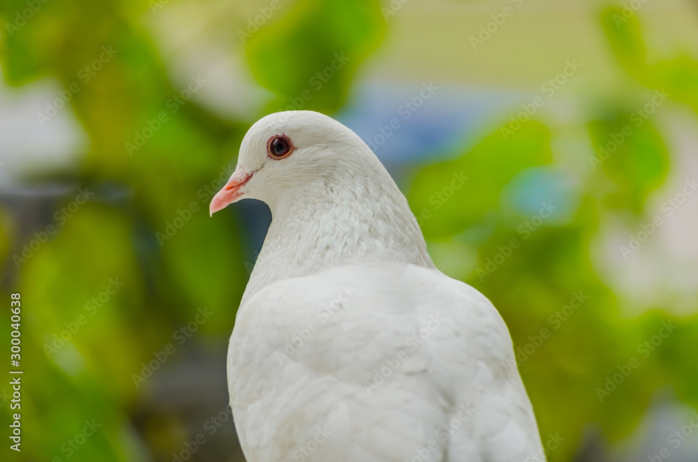 Fototapeta premium Beautiful white dove on a green blurred background.Soft focus, selected focus