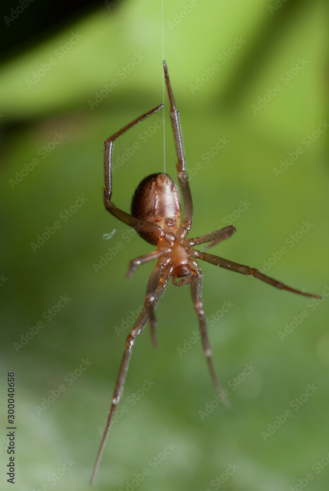 Fototapeta premium Araña bajando de su telaraña