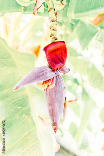 Banana Tree