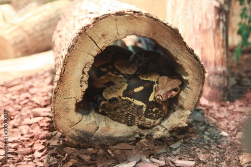 Wąż w pniu drzewa zoo