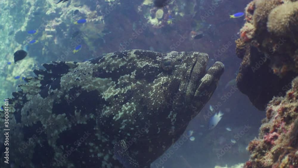 Giant Grouper close up at Koh Tao-
Filmed with Sony AX700-4K Giant Grouper close up at Koh Tao-
Filmed with Sony AX700-4K