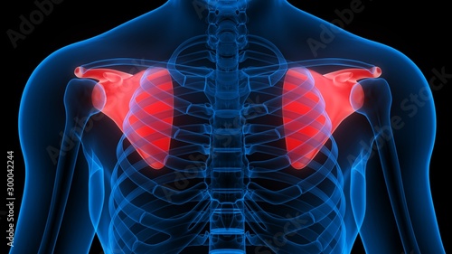 Scapula Joints of Human Skeleton System Anatomy