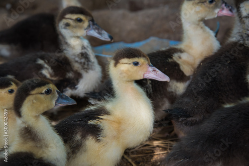 cute ducks under sunlight. on the ground in a traditional farm suitable for propagation. © wirat