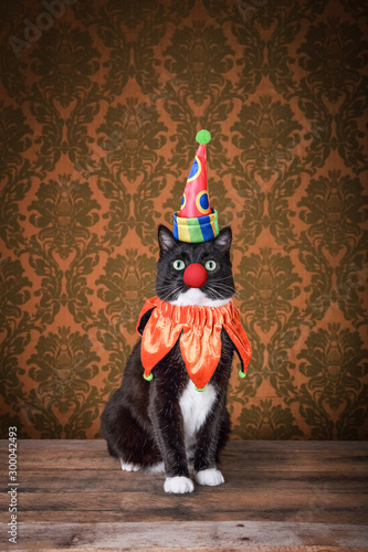 Photography Black and white tuxedo cat dressed as a clown on an ornate background