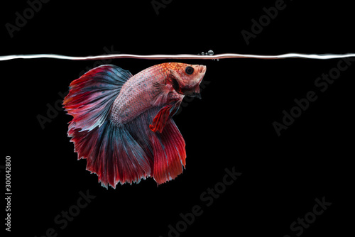 Fighting fish and bubble in black background