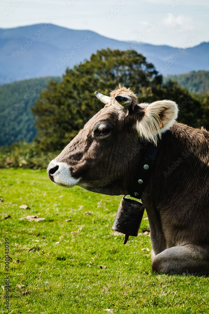 Cow living in freedom in the mountains. Look to camera Cow living in freedom in the mountains. Look to camera