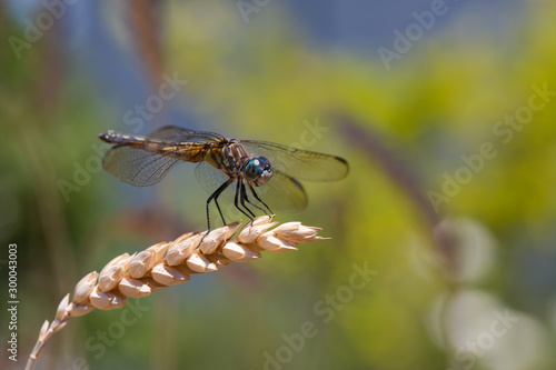 Dragonfly on wheat