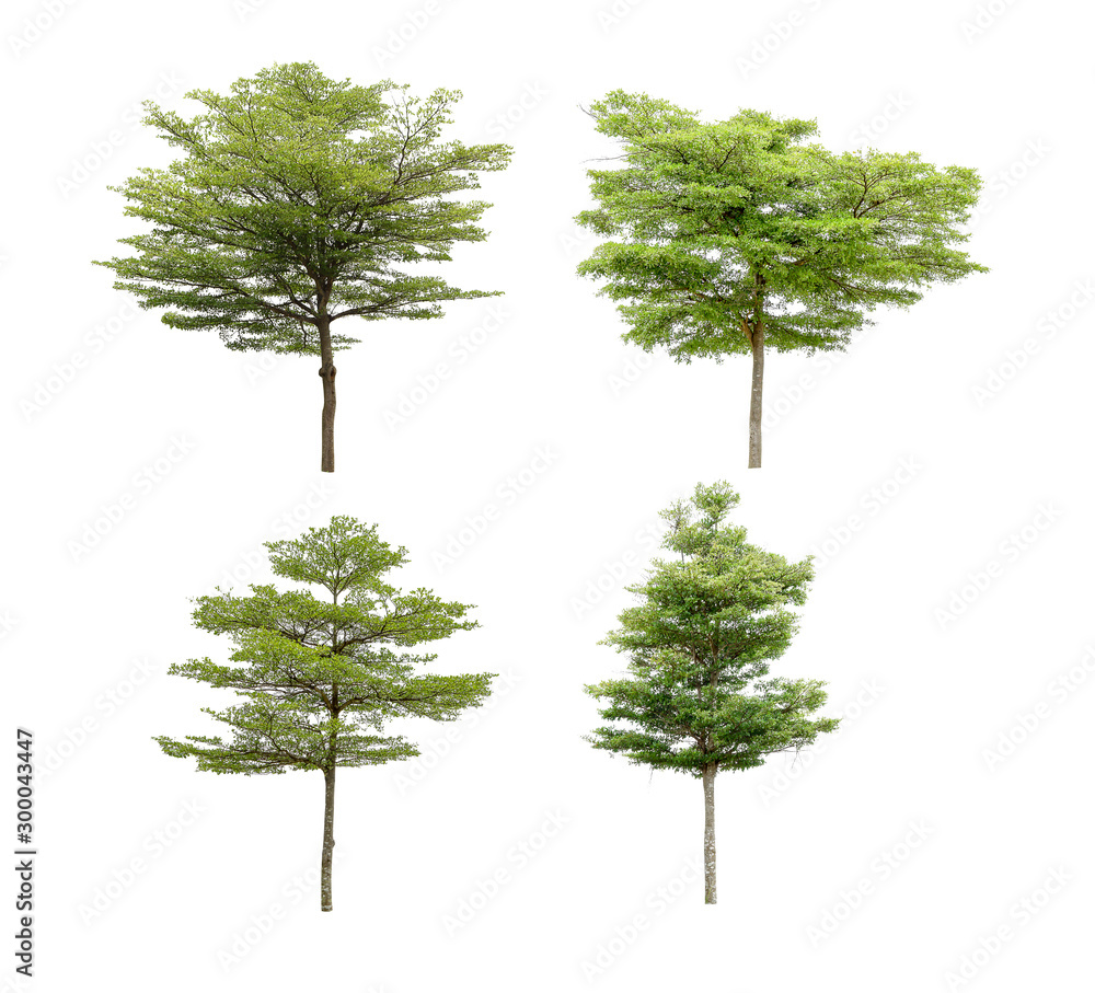 Obraz premium Collection of isolated trees on a white background. Beautiful tree It is suitable for use in decorating, decorating, and printing