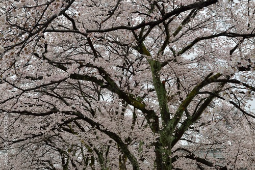 桜 © Kazuyoshi  Ozaki
