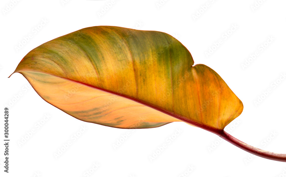 Fototapeta premium Philodendron erubescens old leaf tropical isolated on white background,low angle view.