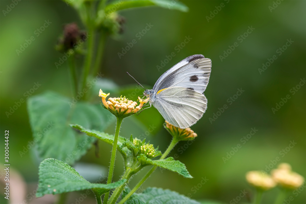 Obraz premium Small Cabbage White (Formal Name: Pieris rapae)
