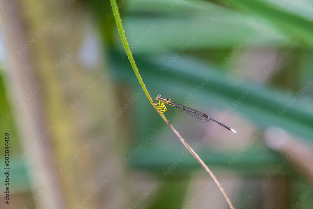 Yellow Fatherlegs (Formal Name: Copera marginipes) Yellow Fatherlegs (Formal Name: Copera marginipes)