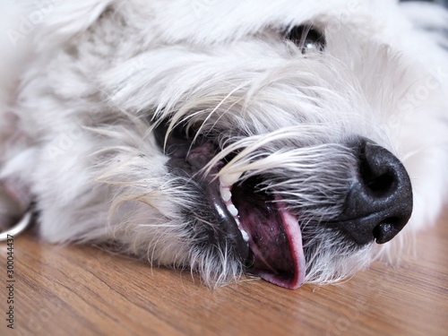 White fur dog Lying on wooden floor and Tongue sticking for cooling. Close Up at the mouth, see teeth and fangs