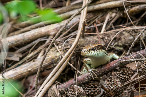 Long-tailed Skink (Formal Name: Eutropis longicaudata)