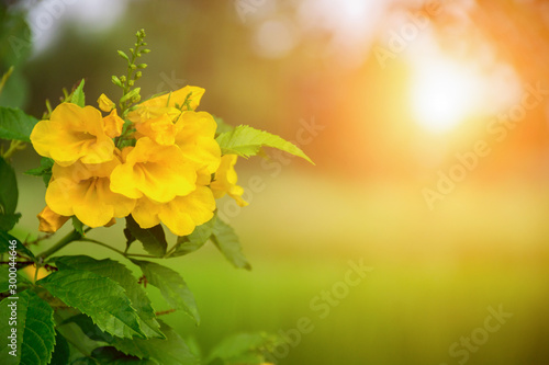 yellow flowers on background of blue sky © Aphisith