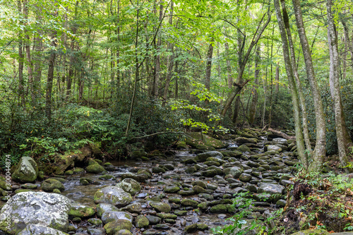 Fototapeta Naklejka Na Ścianę i Meble -  Great Smoky Mountains National Park