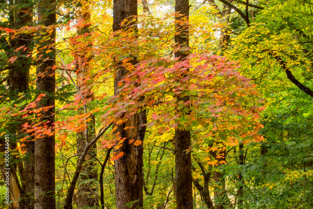 Obraz premium Autumn scenses at Odaesan National Park