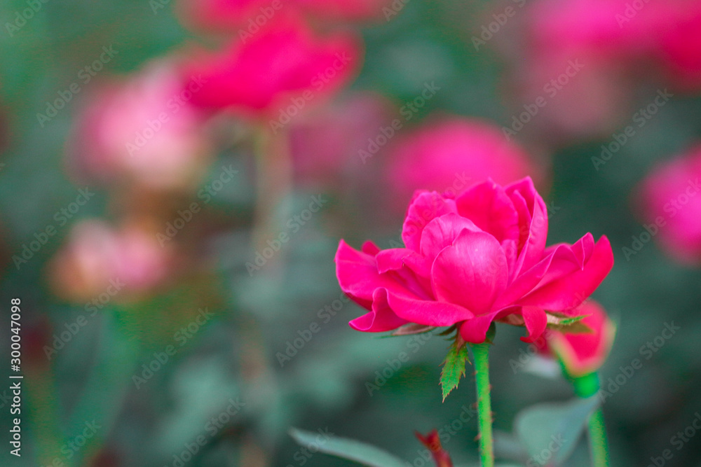 Obraz premium Hot Pink Flower / Rose